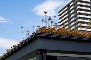 Subsidie voor groene daken blijkt succes