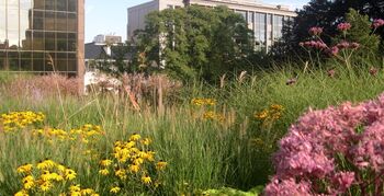 TU/e onderzoek eigenschappen groene daken