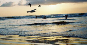 Eerste drijvende zonnefarm