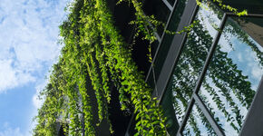 Verticale beplanting voor gezond leefklimaat