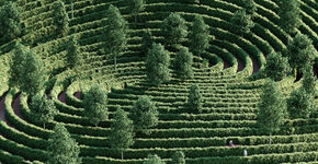 Parc de la Distance: social distancing als ontwerpelement