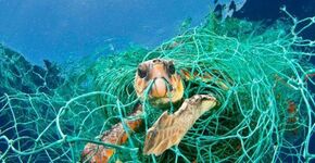 Interface wint Enlightenmentz of the Year 2014