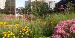 TU/e onderzoek eigenschappen groene daken