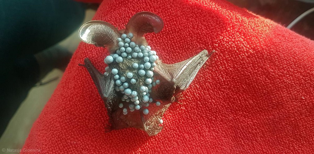 Grootoor vleermuis eps